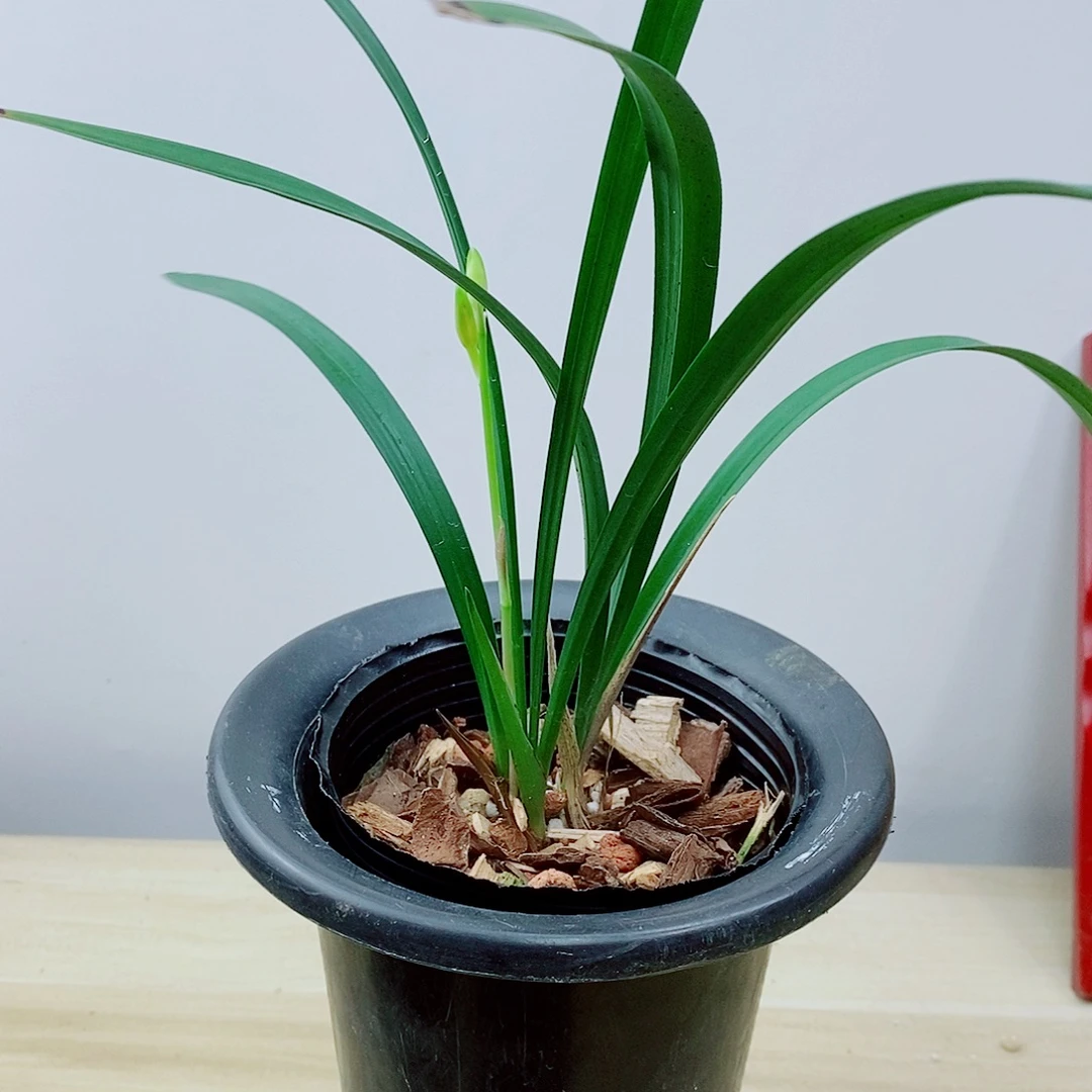 当前无花栽培后可以开花