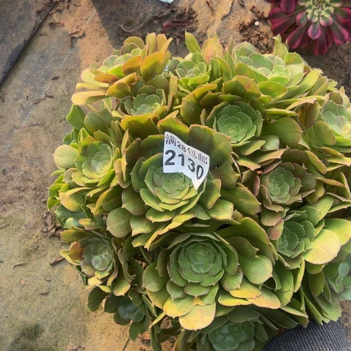 2130法师多肉植物