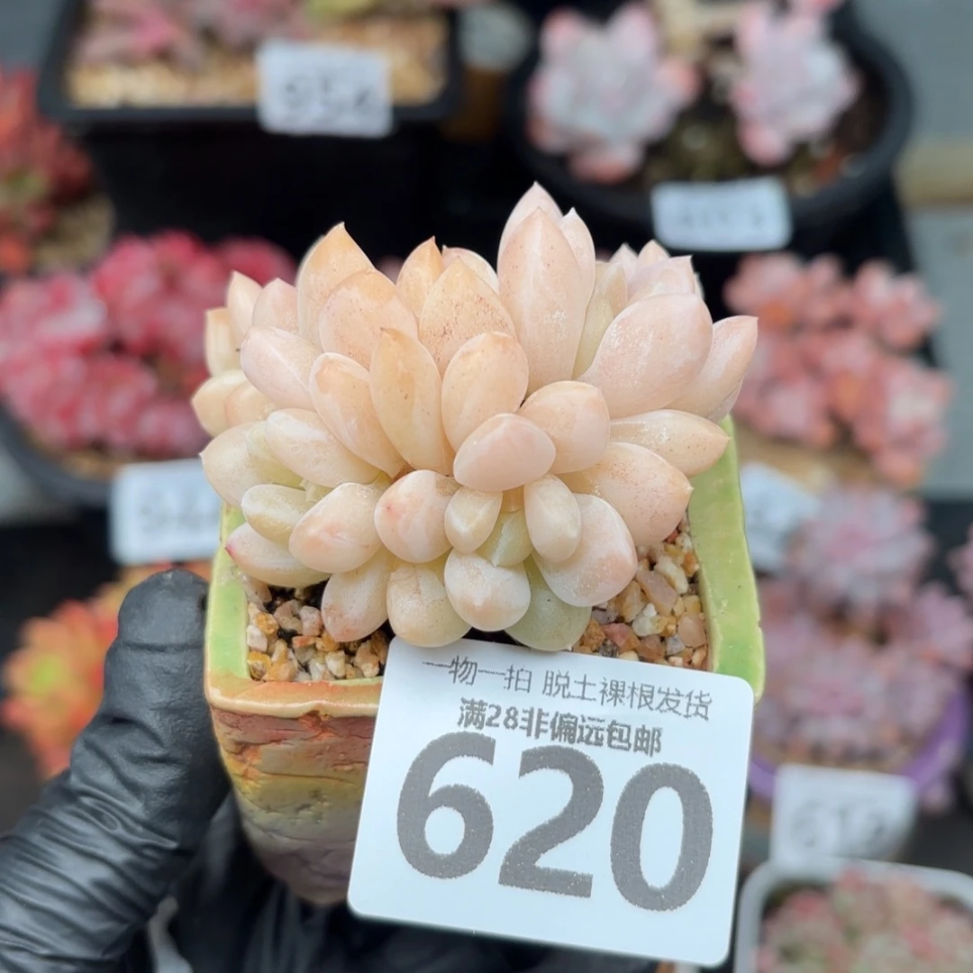 阮玲玉整群无盆土发货