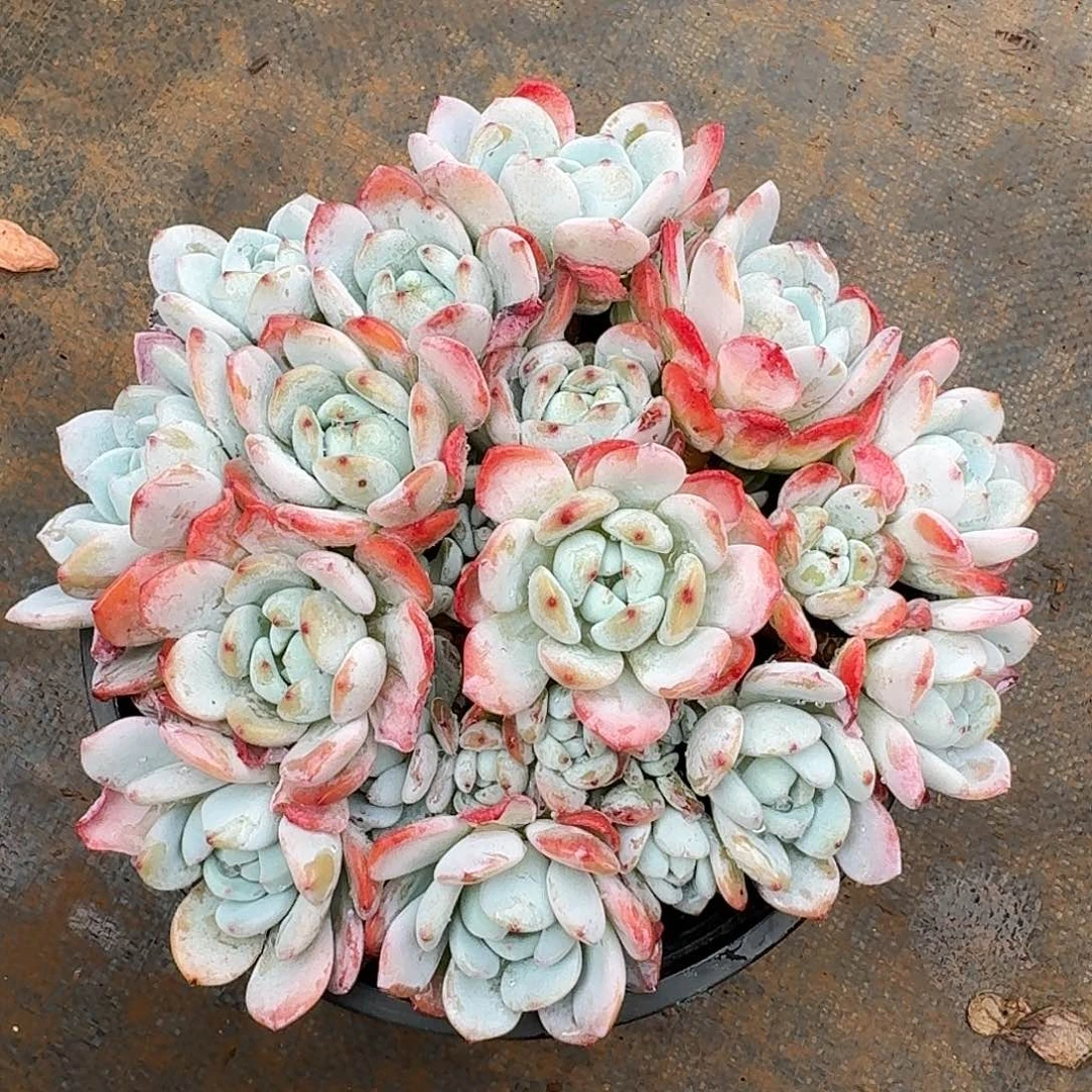 圆叶冷香整无砍老桩