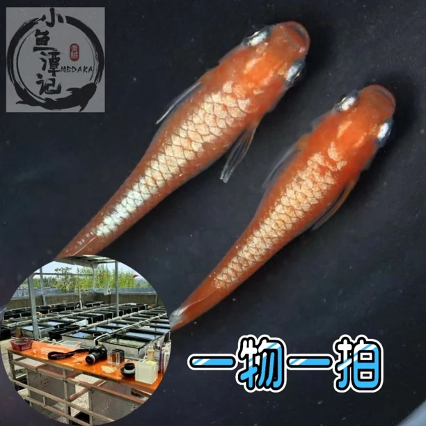 观背青鳉观赏鱼冷水鱼不打氧适合小生态缸养鱼