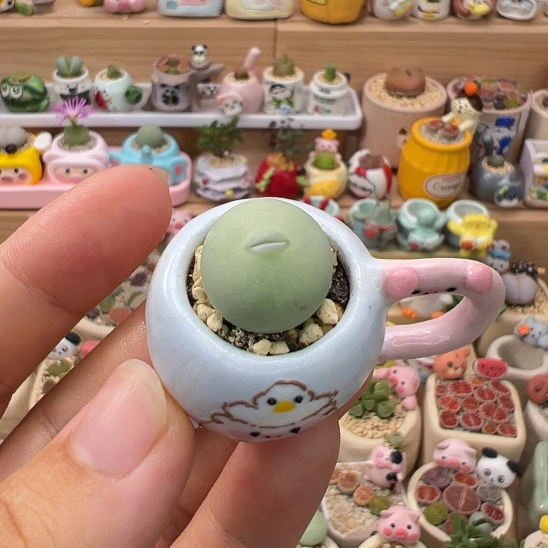 多肉植物82号嘟嘴鸽子蛋