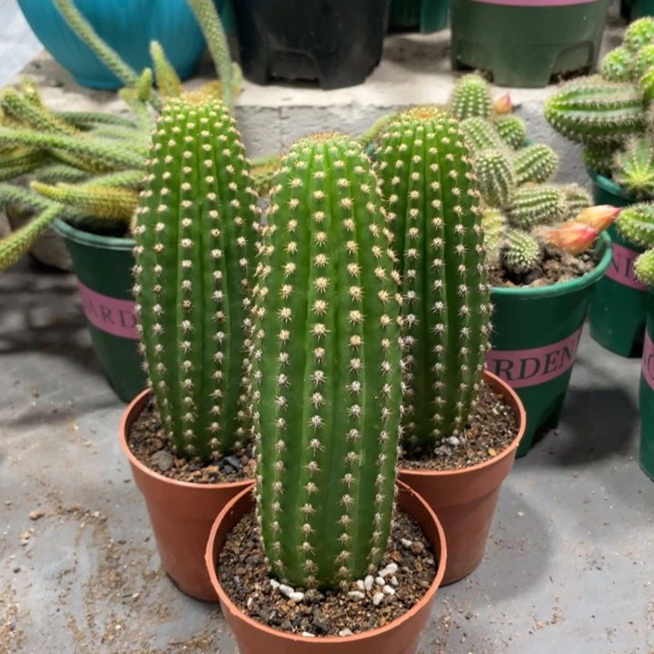 自根超级杏毛花住一杯