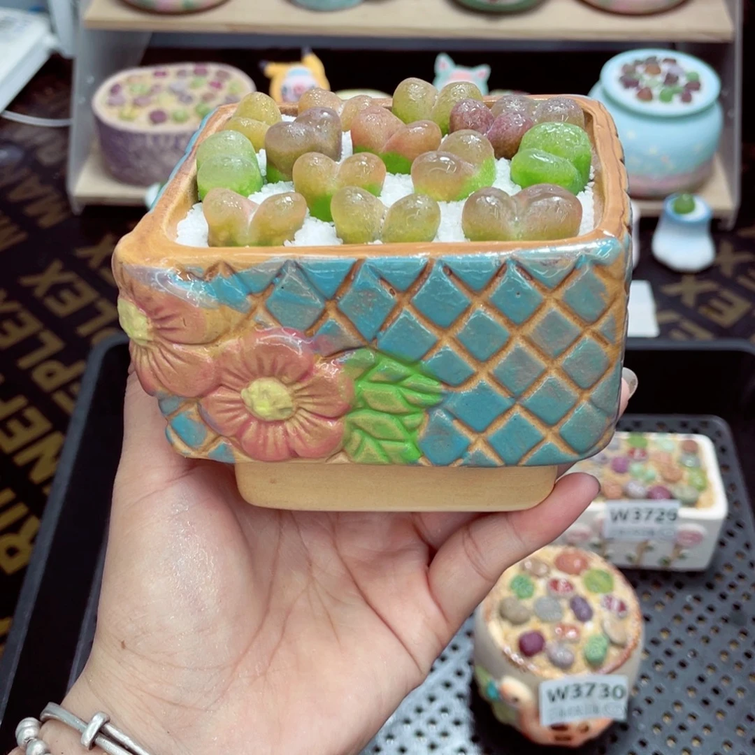 w3732 带盆土发货一物一拍