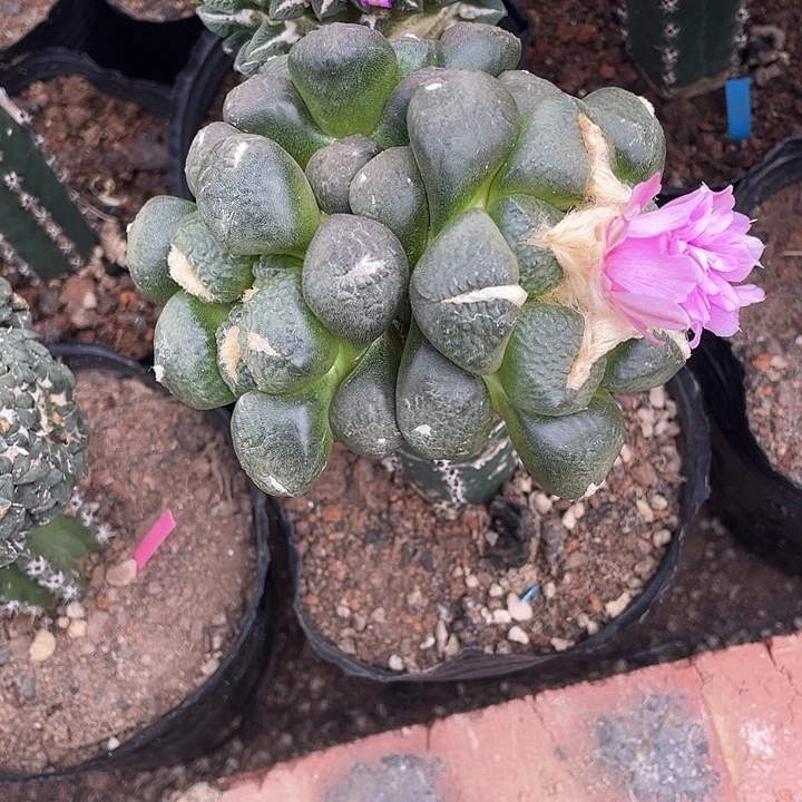 嫁接连山群福利啊