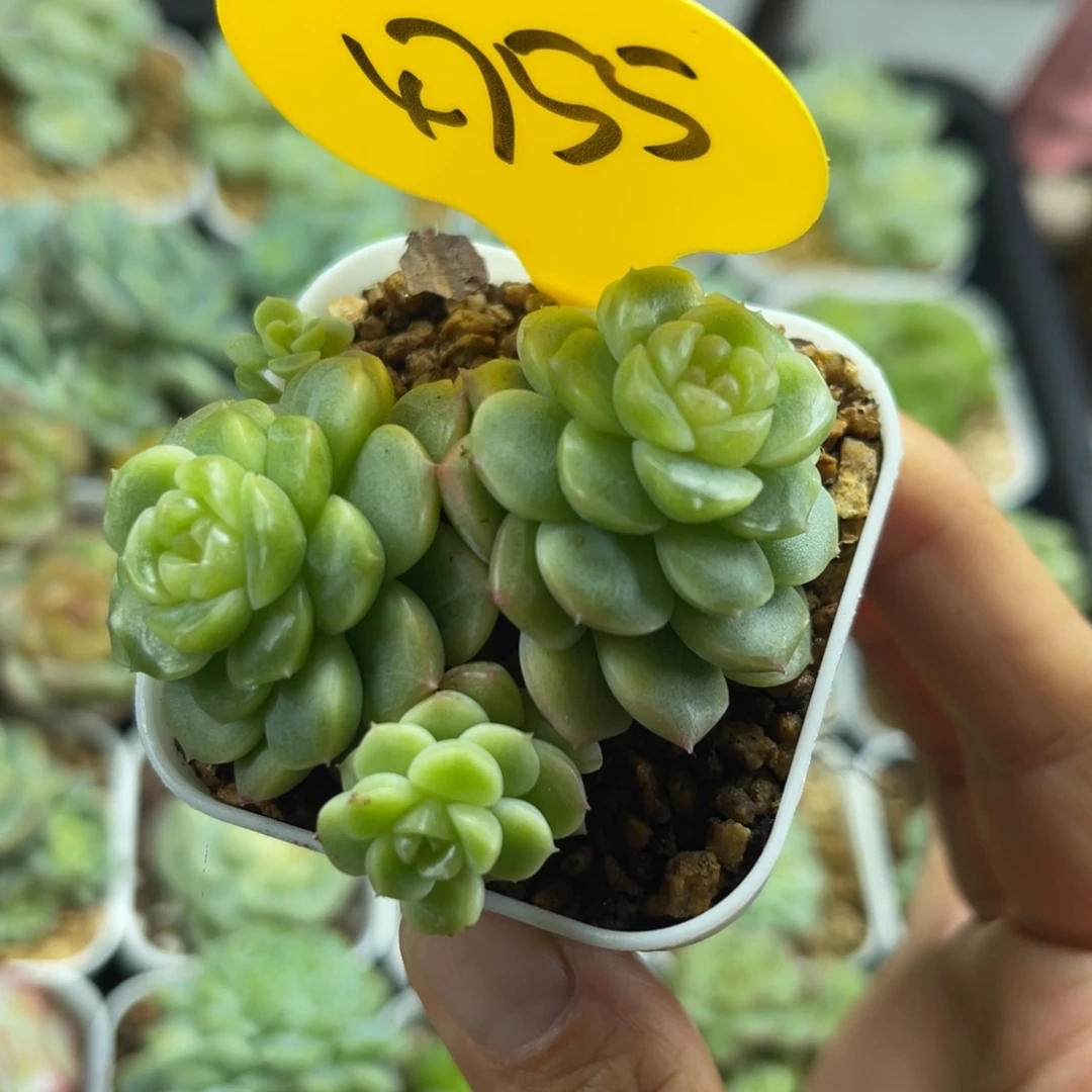 独家x7圆秃珍妮群4755