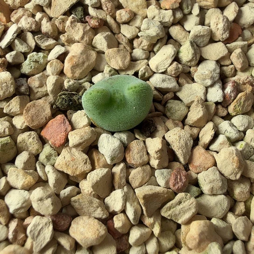 阿***?dy11 毛弹弓 阿黎 6/1