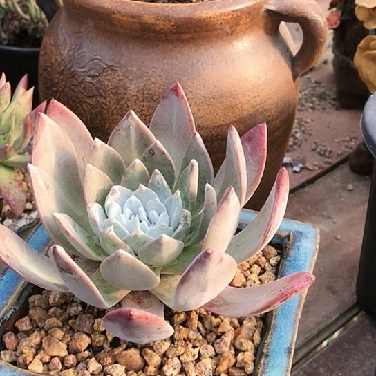 苹果雪山仙女棒杯