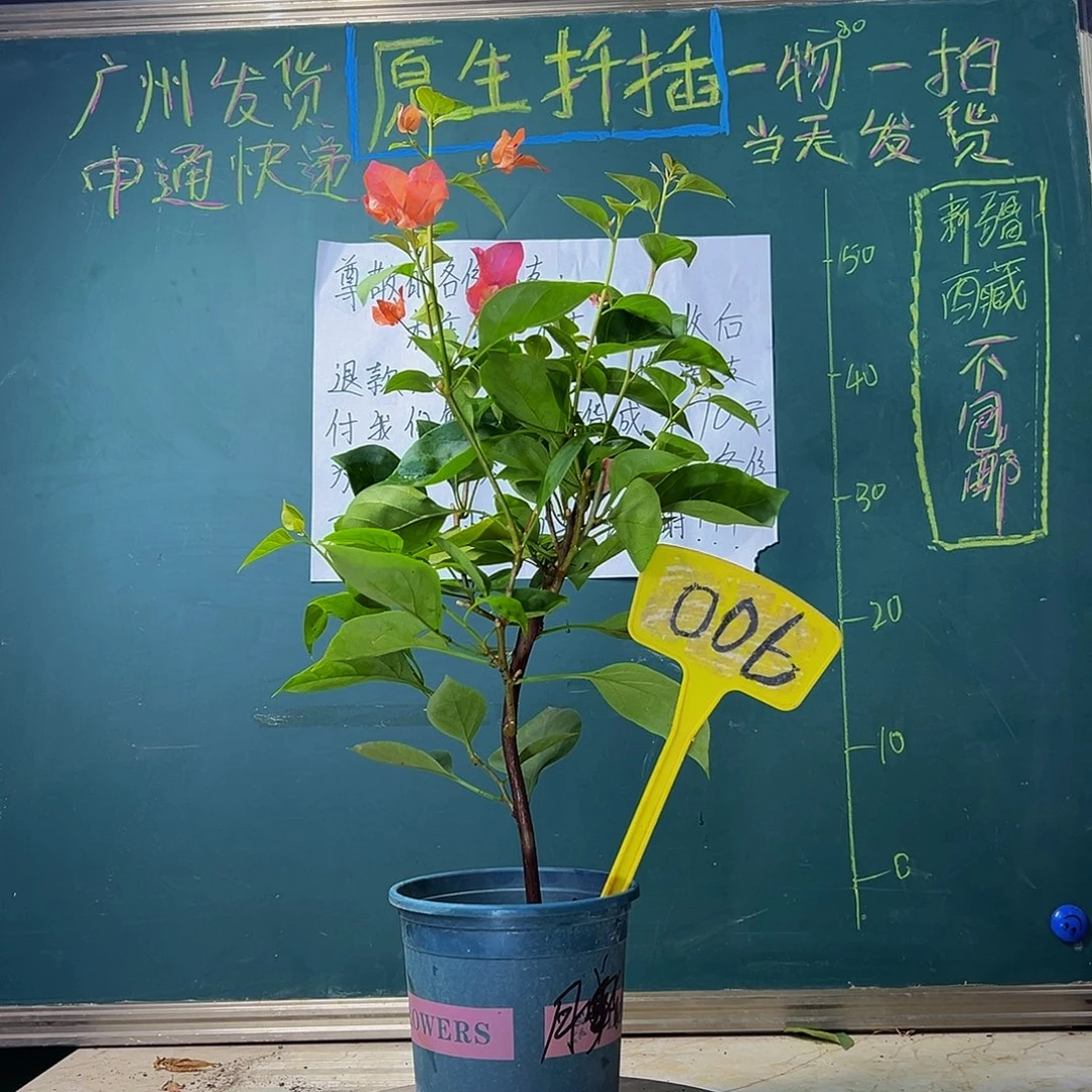 当前无花栽培后可以开花 波伊斯玫瑰   006