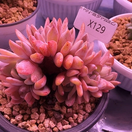 米*我是第一百q q w w w w