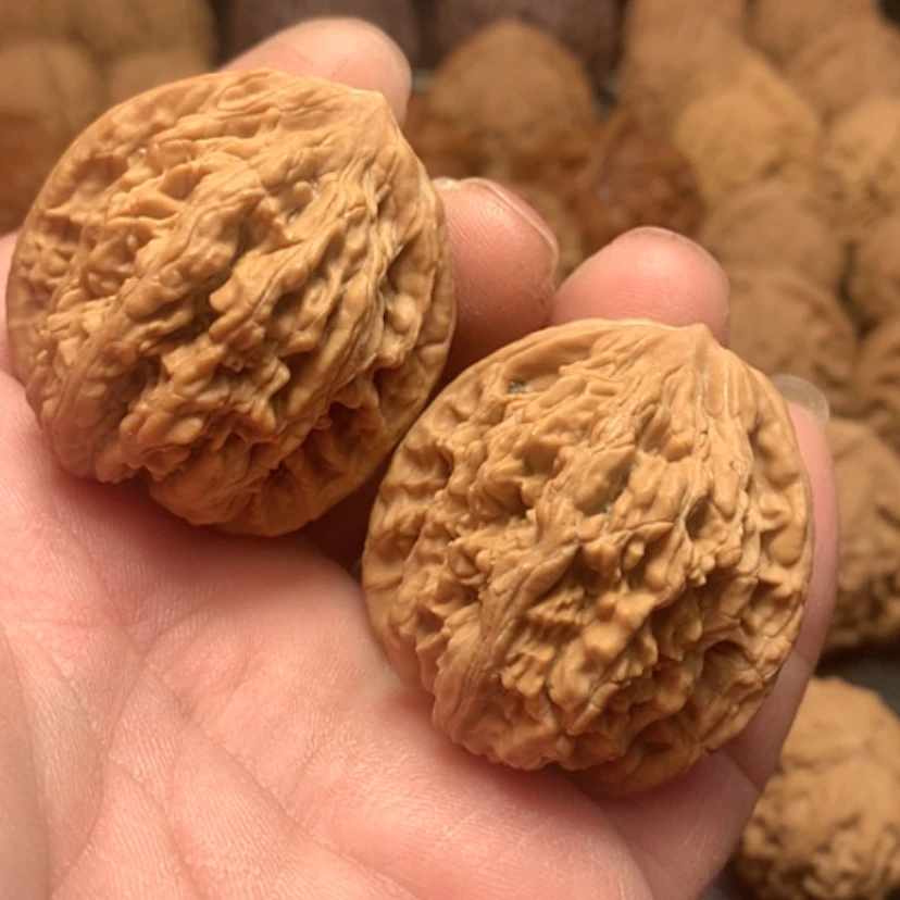 【闪购商品】盘**行麦穗虎