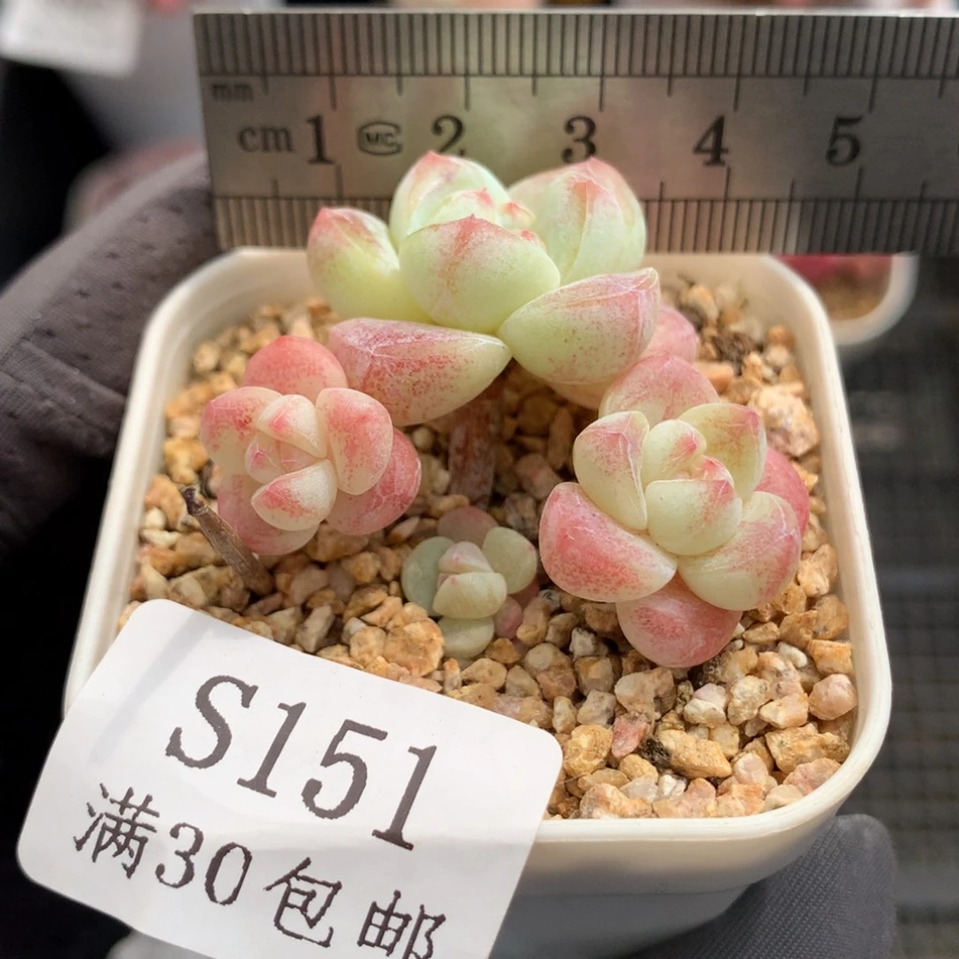 151。带腿糖心冰玉四头。