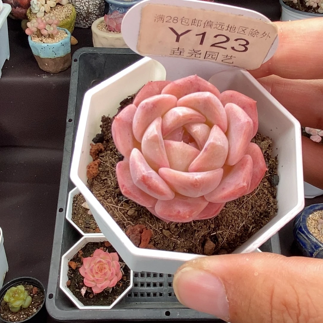 0123 冰魄单头 4cm