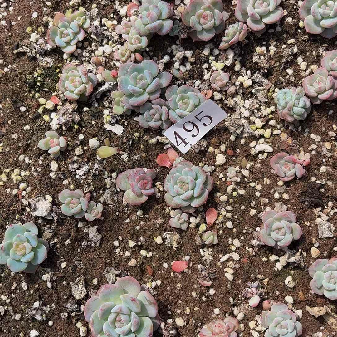 多肉植物多肉植物495