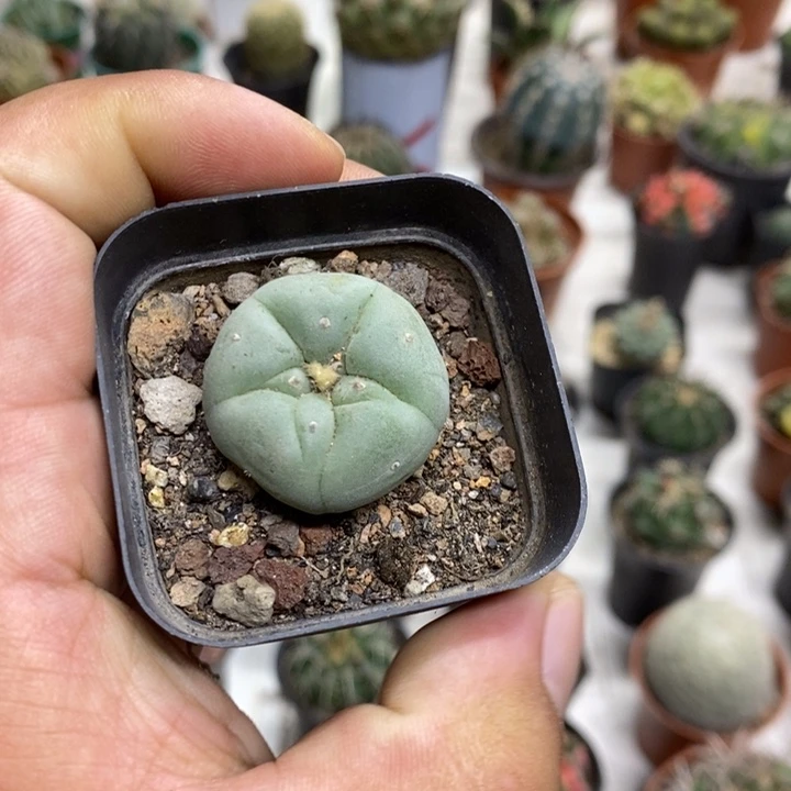 实生海鲜特价福利