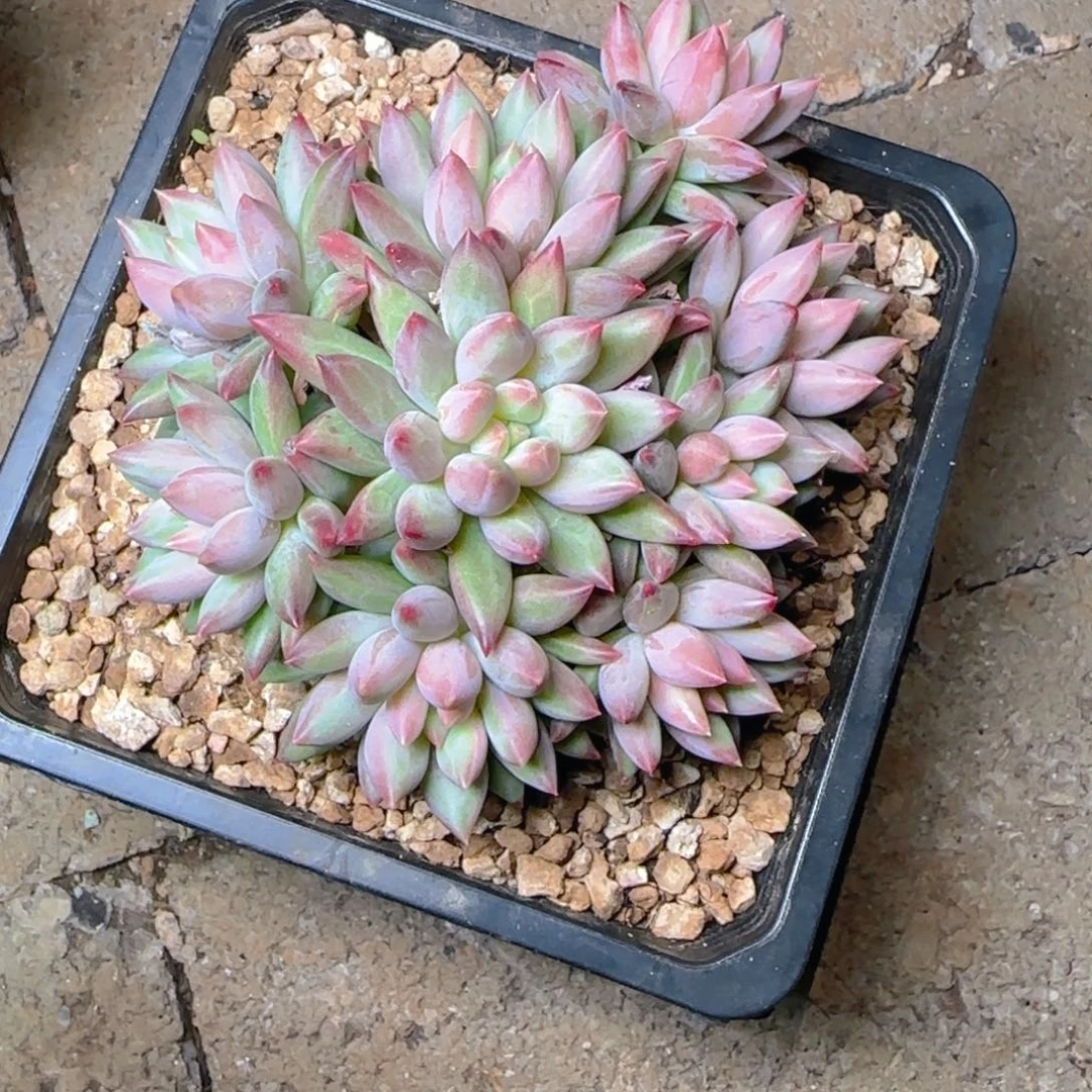 车厘子多肉植物多肉