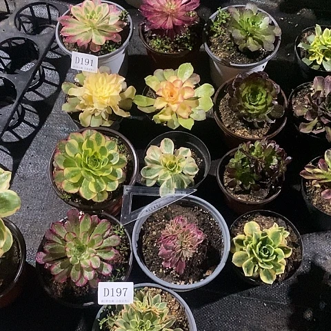 197法师多肉13颗