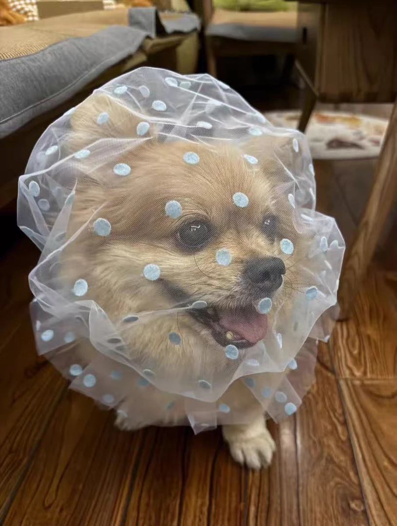 狗狗防乱吃面罩头套舒适透气中大型犬外出专用嘴套防咬人误食防舔