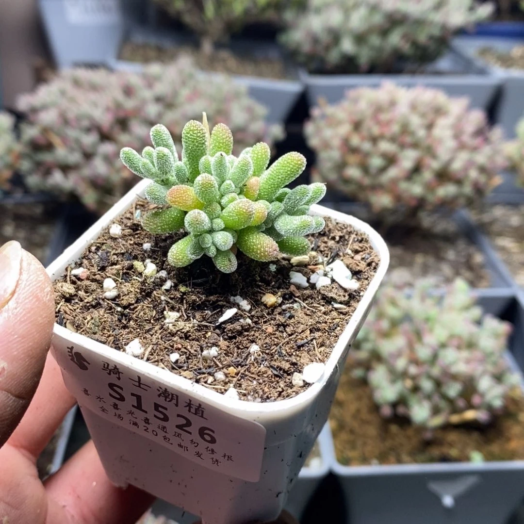 1526优选冰晶枝干