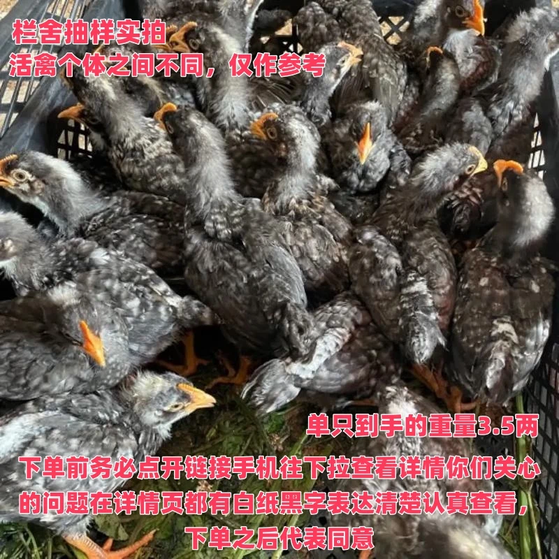 10只装芦花鸡（单只到手的重量3.5两起）芦花散养鸡长尾鸡宠物鸡