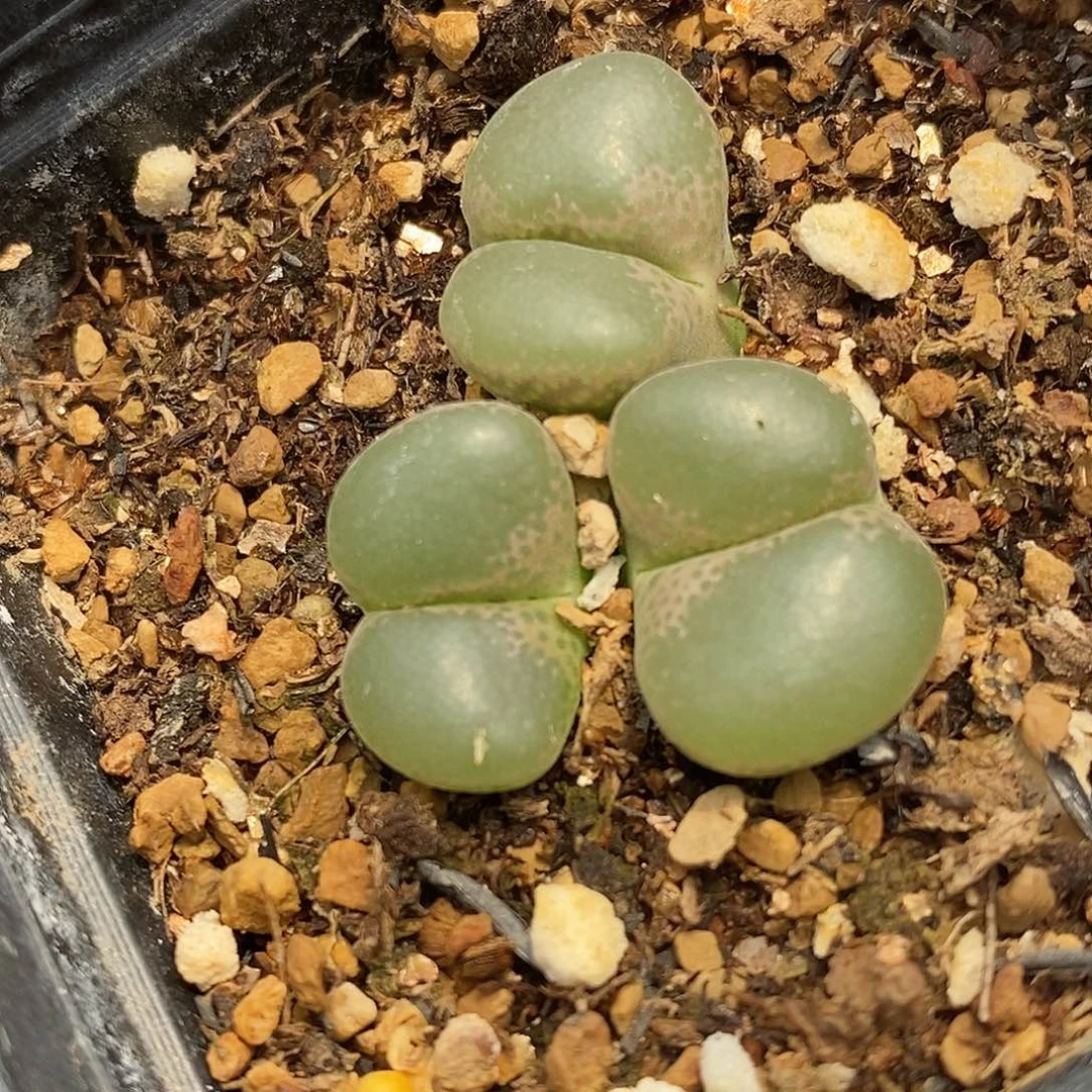 2757母本风铃一群