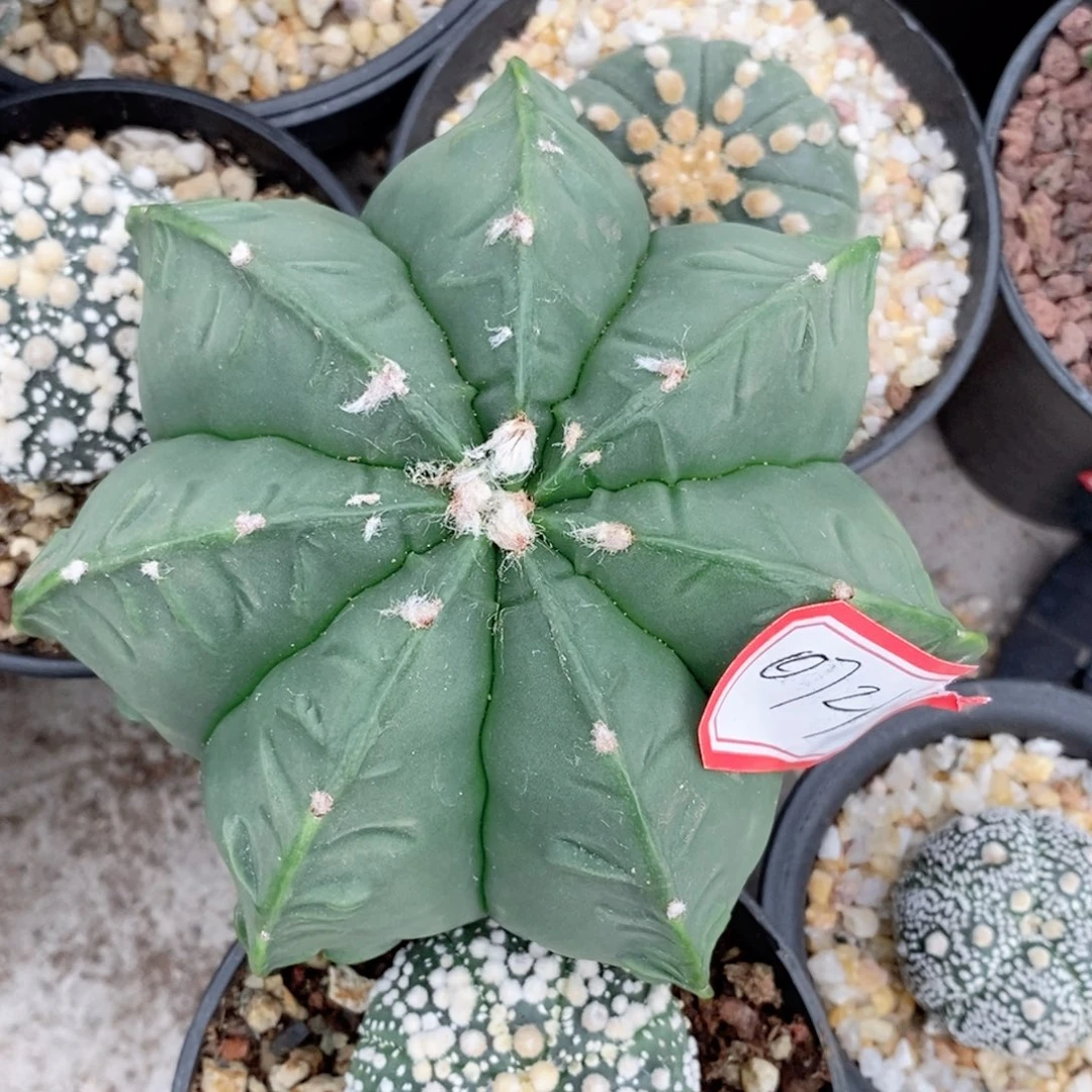 细***.仙人球鸾凤玉漂亮