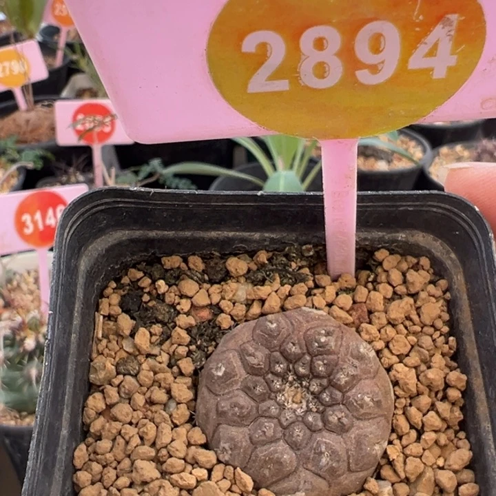 蜥蜴皮仙人球2894