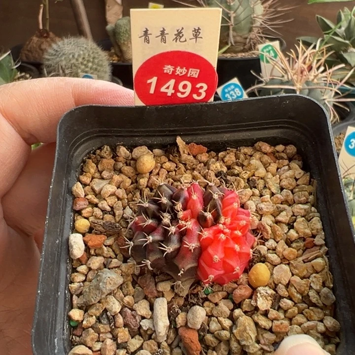 米哈锦缀化3cm一棵仙人球