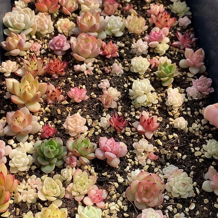 36 多肉植物盆栽花卉