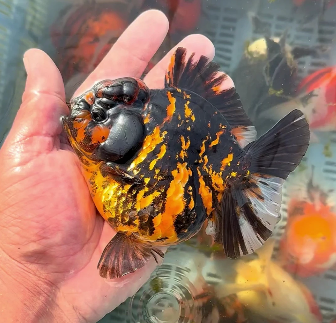 将军泰狮金鱼（中通包邮，偏远地区除外）