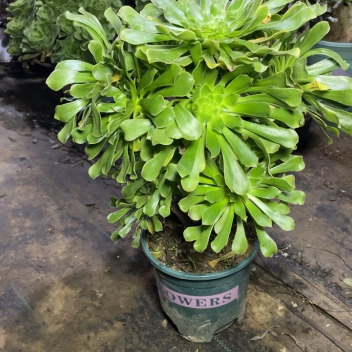 47原始绿法师多肉植物