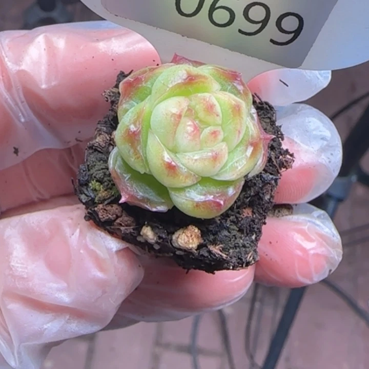 699号  小九珍妮包子
