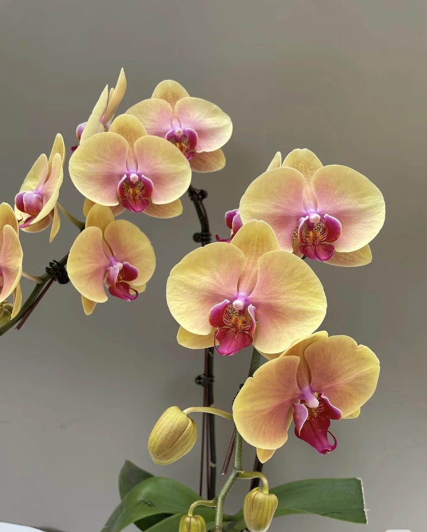 大花型【聚宝福袋】2.8寸带花剑蝴蝶兰，稀缺型彩色蝴蝶兰