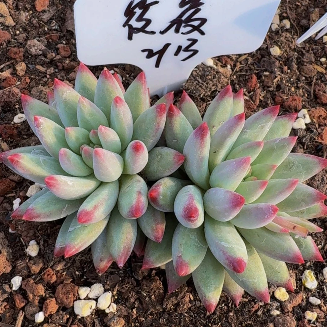 白体虞美人双头寄养