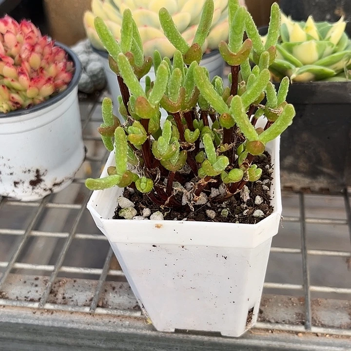 我也不知道我为什么要这样