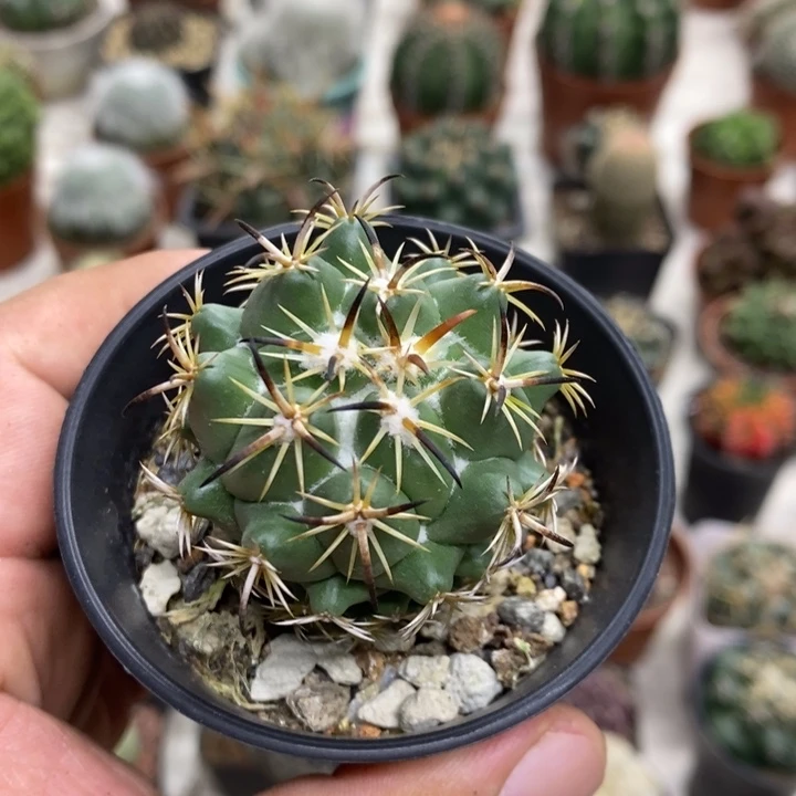 实生钢钉特价福利