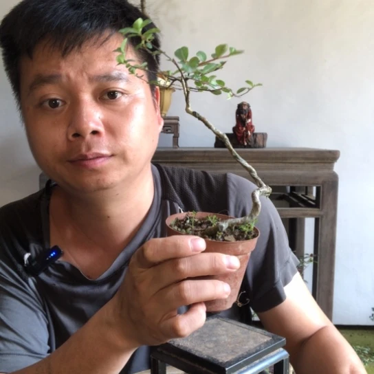 无花朵盆景盆栽植物