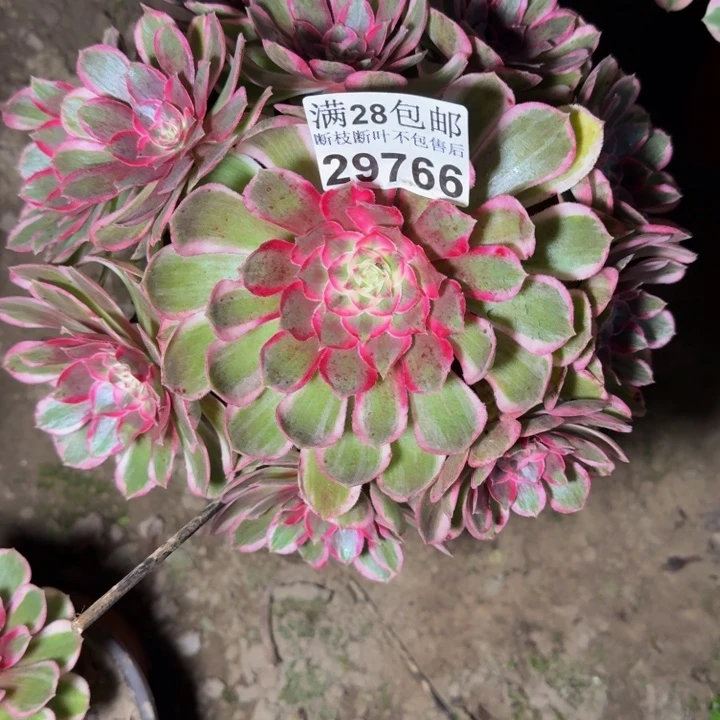 29766南孔雀翎不包断枝