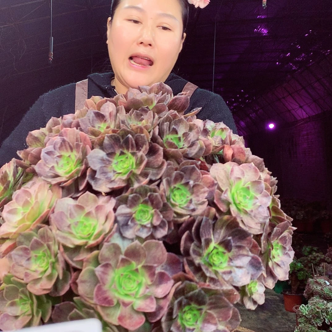 柒柒精品多肉脱土发货不包断侧枝188