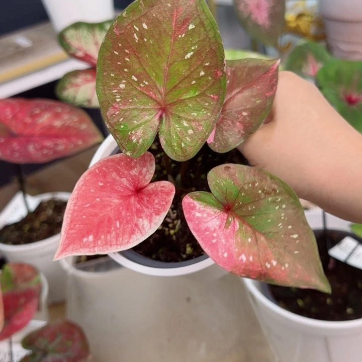 无花朵泰彩Q2475..