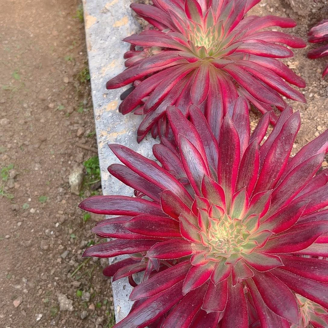 朱雀多肉植物两颗