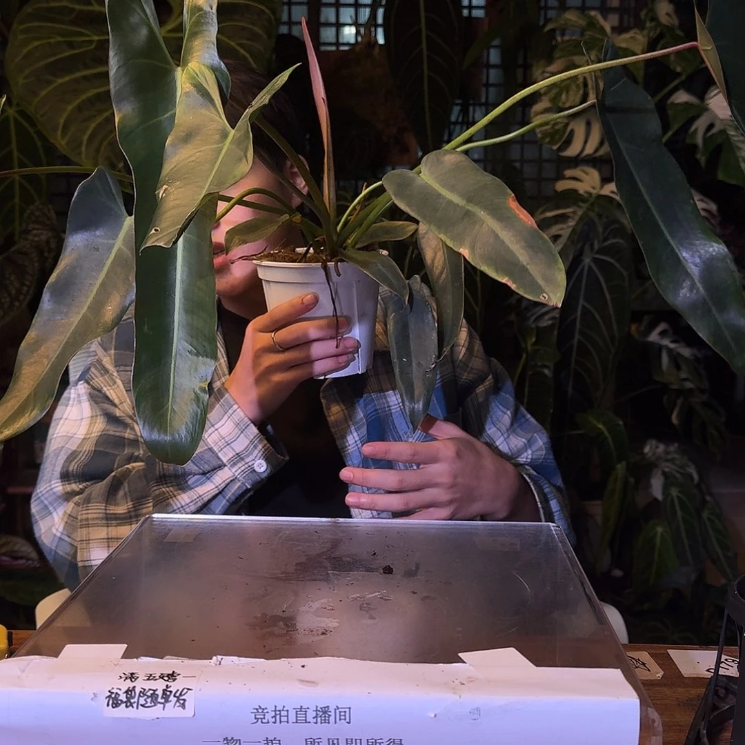 不开花植物W03圣灵蔓绿绒叶损无售后