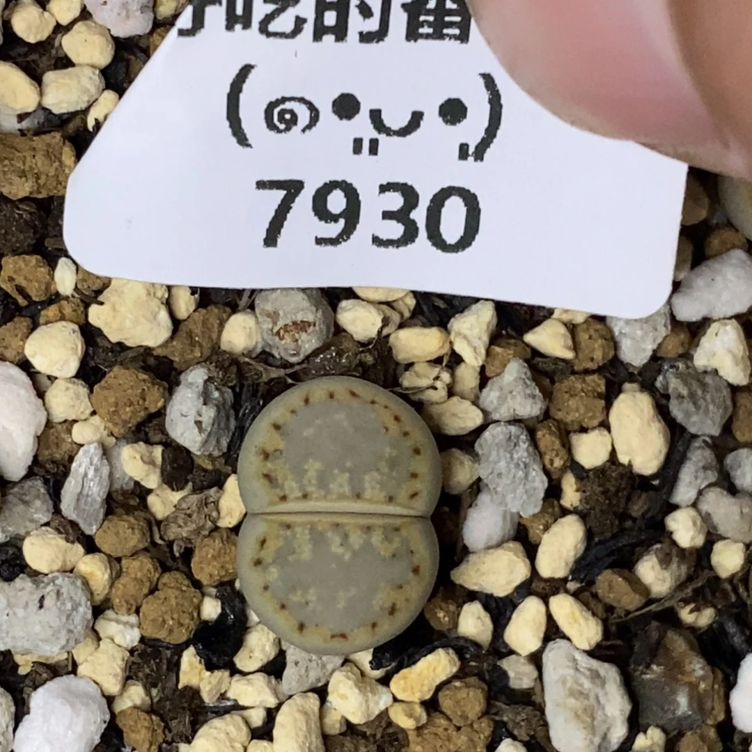 7930。岛田ex216。黄绿饼干。1.3厘米