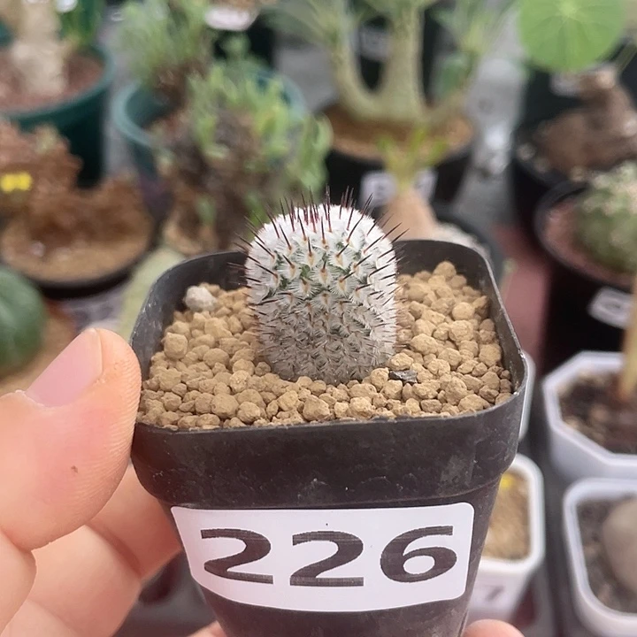 226直刺佩雷仙人球