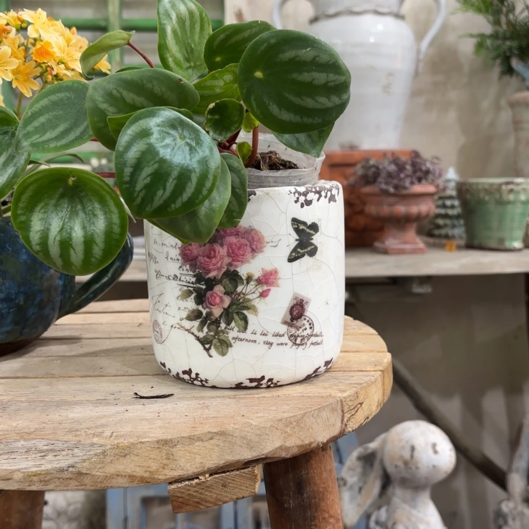 许纯的花房玫瑰冰裂