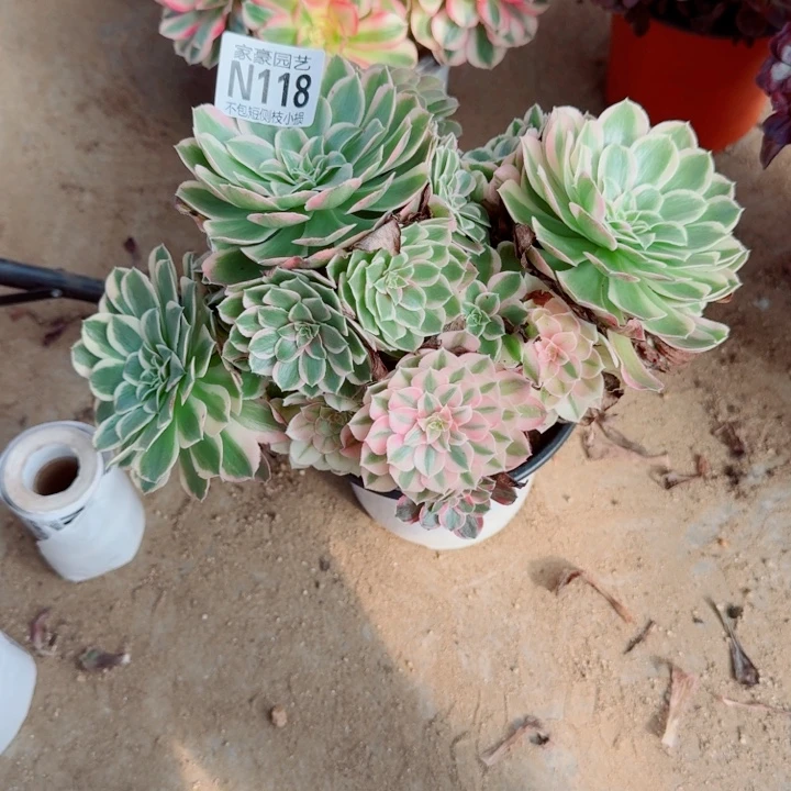 118孔雀翎官服25左右2