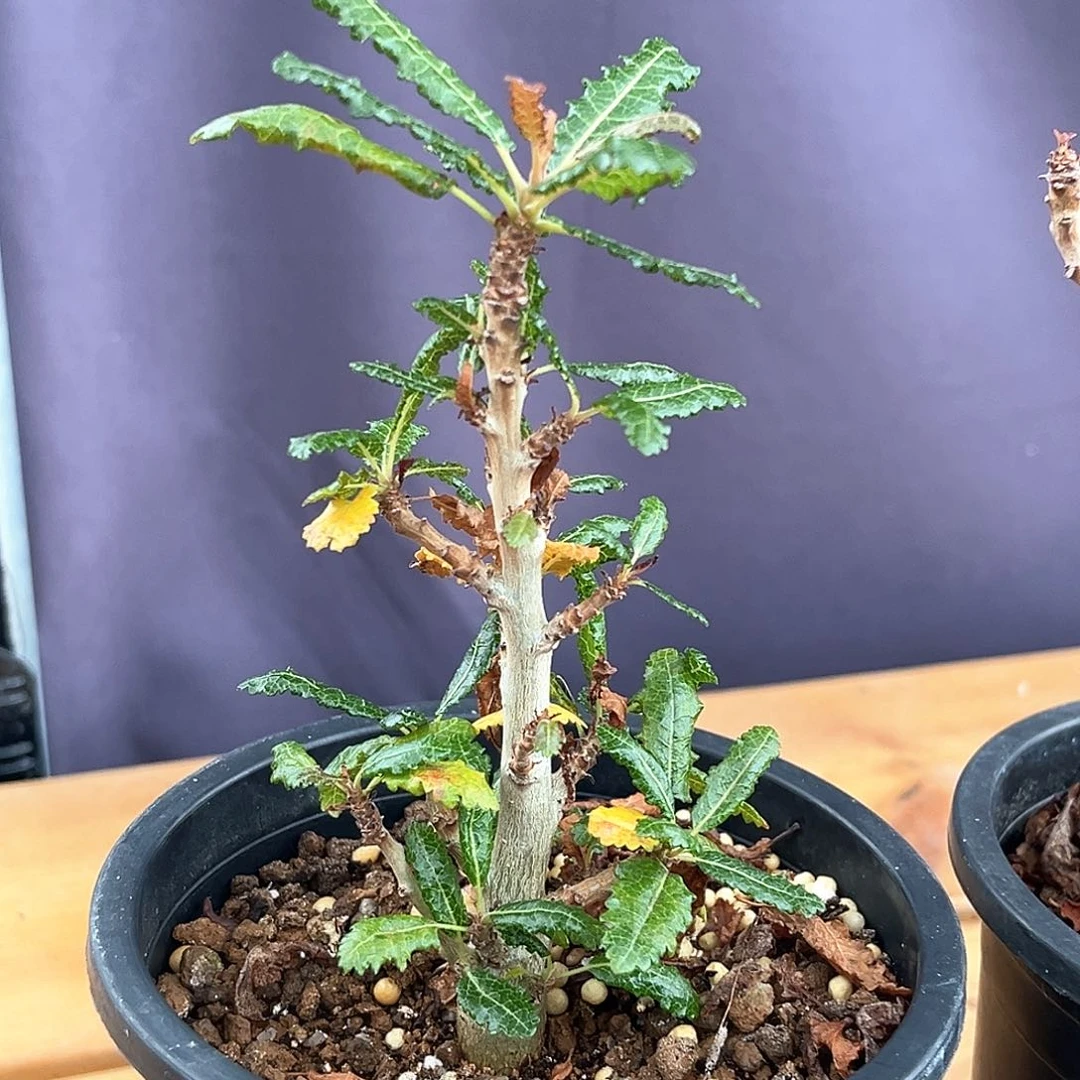 潮流植物 优选 娜娜乳香橄榄实生