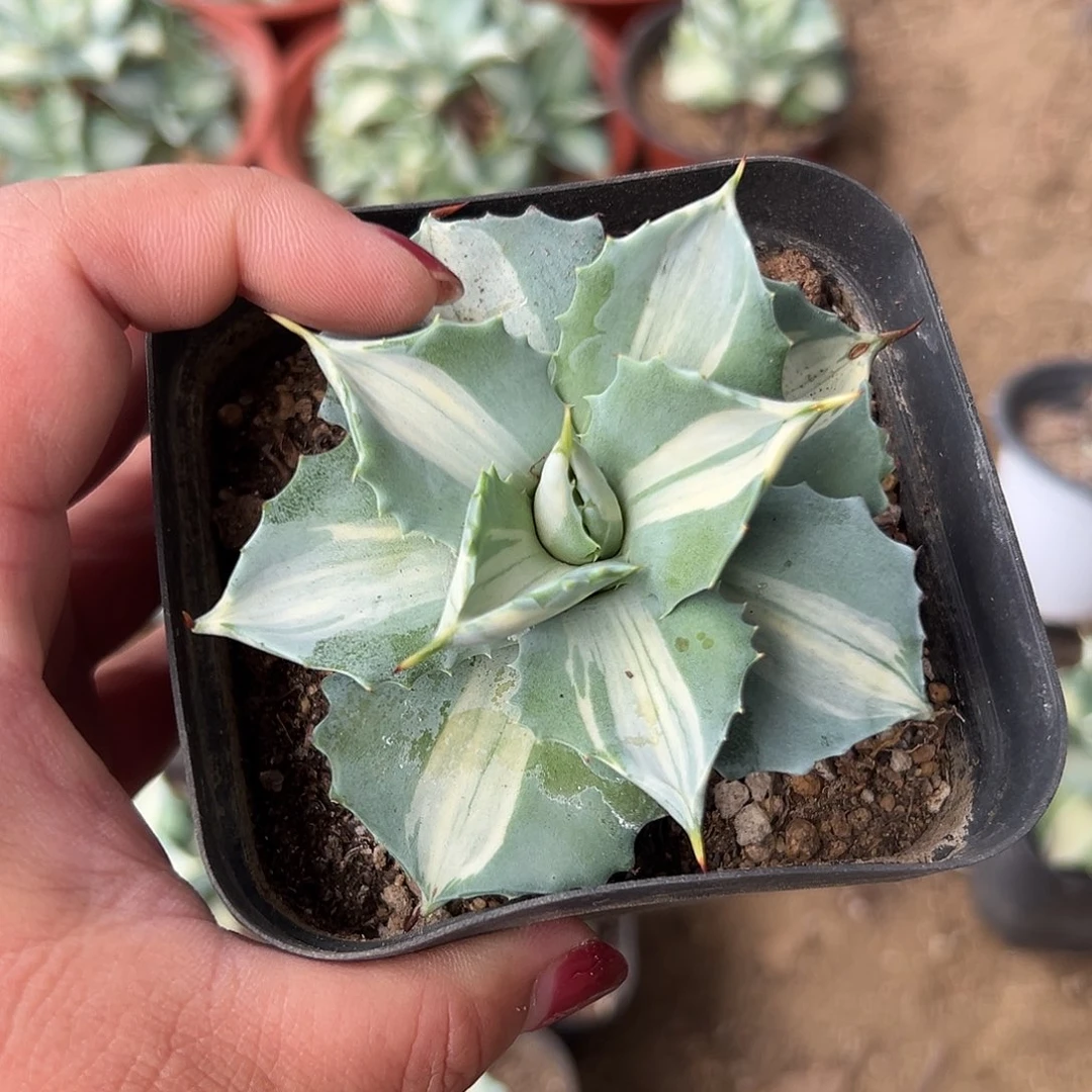 多肉植物多肉植物