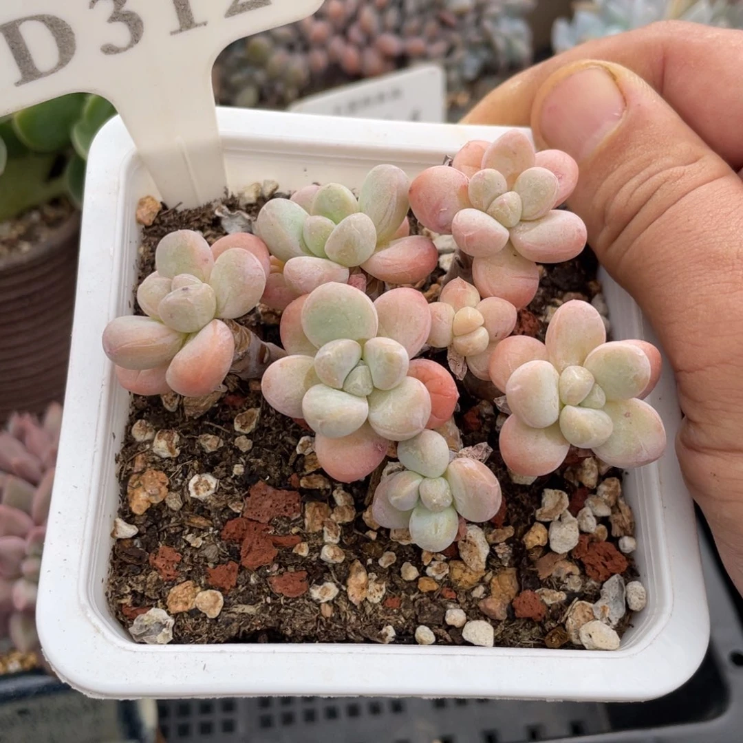 312香芋不带盆8厘米