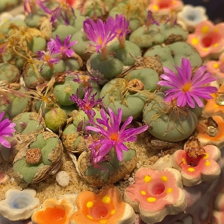 大型4头紫花饼一群。